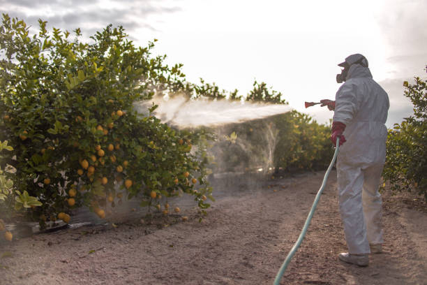 Best Ant Control Services  in Mattoon, IL