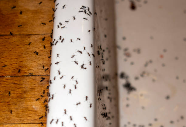 Best Termite Control Services  in Mattoon, IL