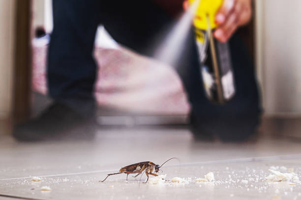 Best Flea Control Services  in Mattoon, IL
